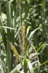 Shoreline sedge